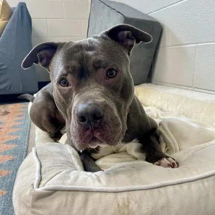 An adult large-sized male American Staffordshire Terrier dog named Mort for adoption in Wheaton, IL