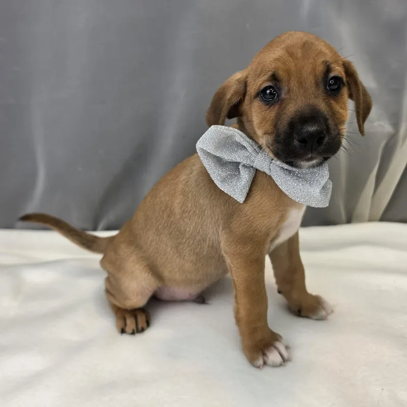 A baby medium-sized male Brown / Chocolate Labrador Retriever dog named Denver for adoption in Foley, AL