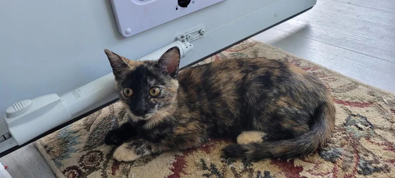 A young medium-sized female American Shorthair cat named Cinnamon for adoption in Roanoke, AL