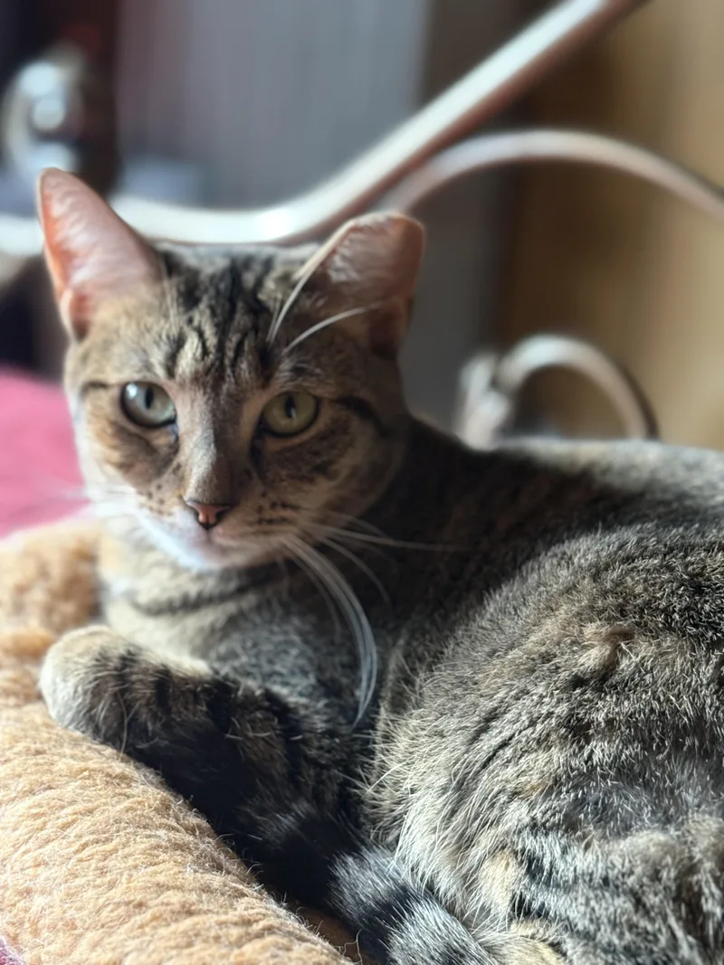 A young medium-sized female Tabby (Brown / Chocolate) Domestic Short Hair cat named Tabitha for adoption in South Ozone Park, NY