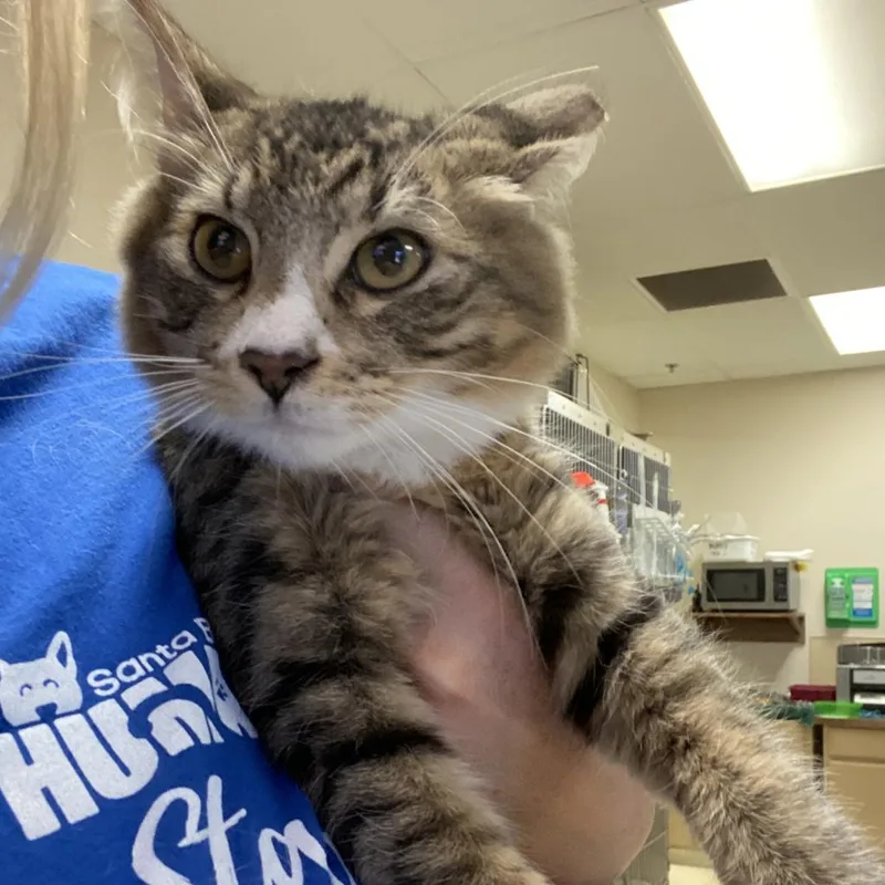 An adult large-sized male Domestic Medium Hair cat named Alvin for adoption in Santa Barbara, CA