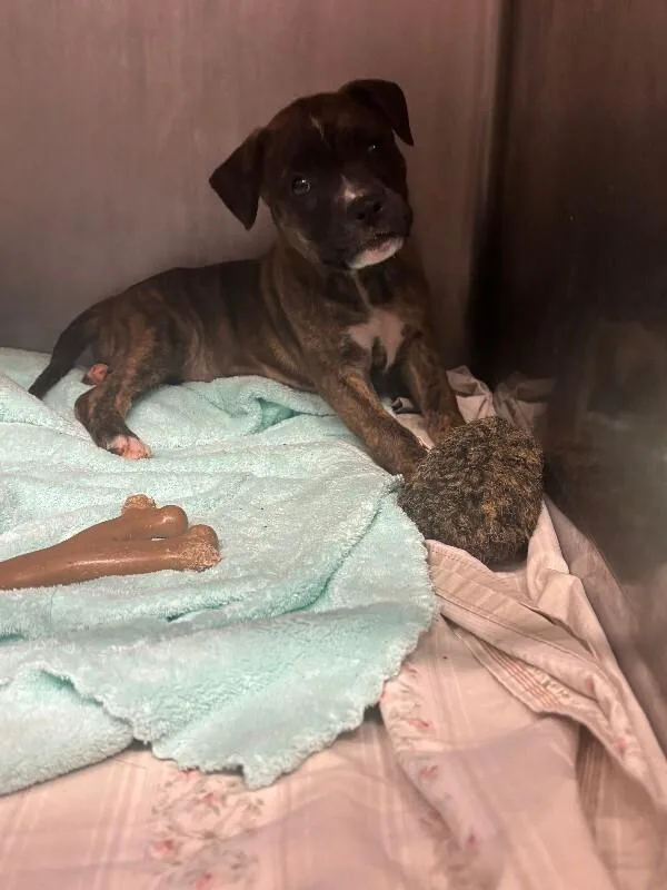 A baby medium-sized female Terrier dog named Chestnut for adoption in Cortland, NY