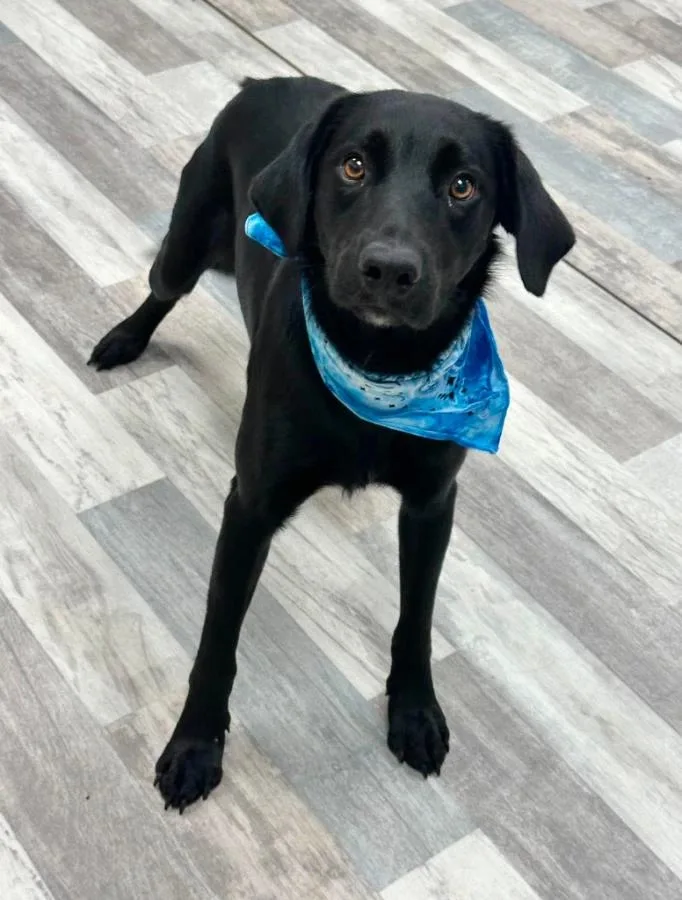 A young medium-sized male Black Labrador Retriever dog named Vader for adoption in Wells, VT