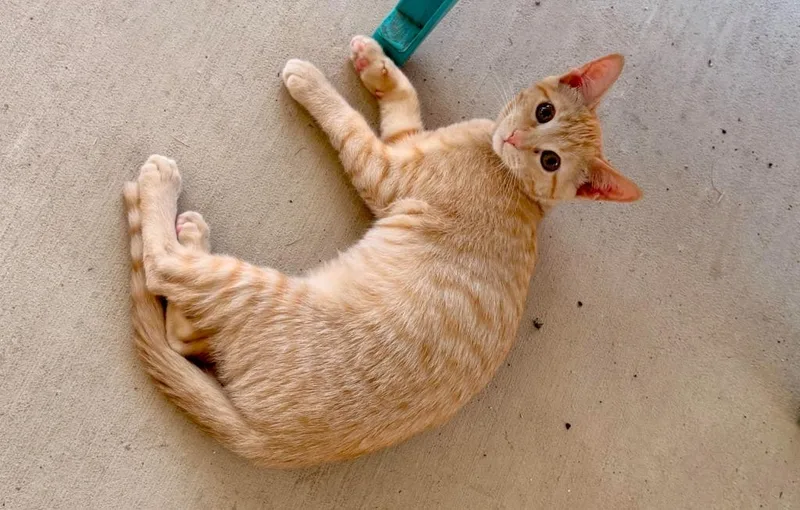 A baby small-sized female Domestic Short Hair cat named Sunkist for adoption in New Braunfels, TX
