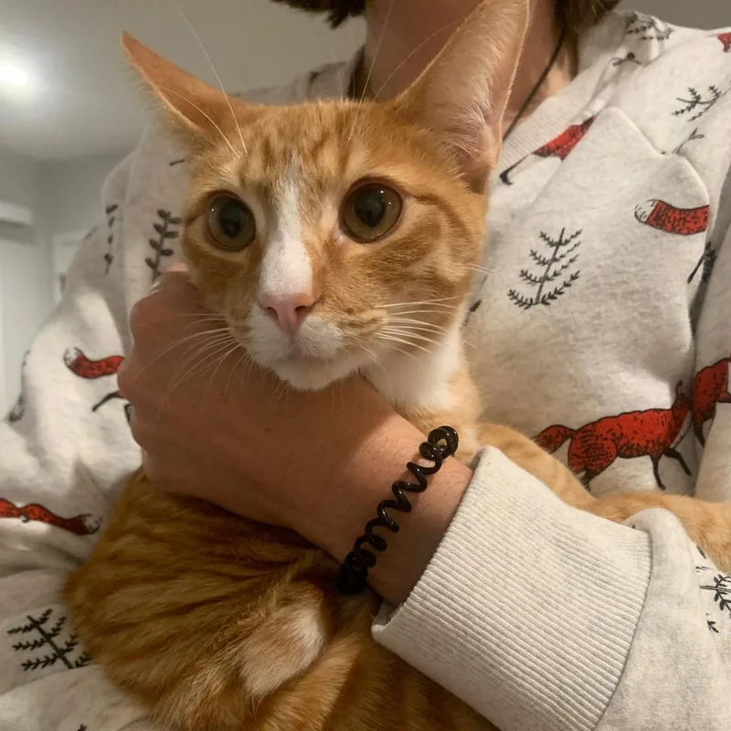 A young medium-sized male Orange / Red Domestic Short Hair cat named Jack for adoption in Los Angeles, CA