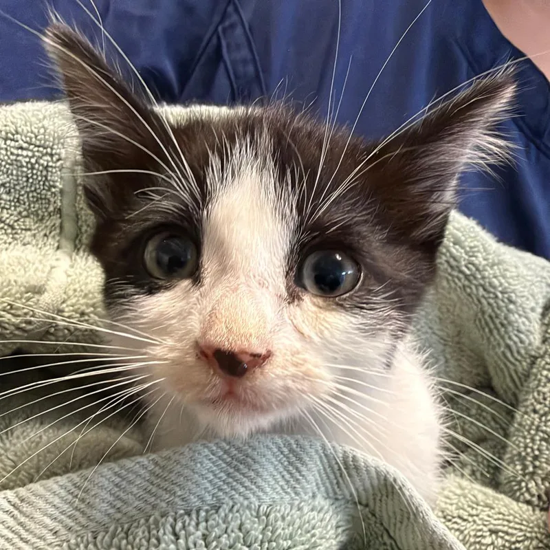A baby small-sized male Black Domestic Short Hair cat named Nino for adoption in Point Richmond, CA