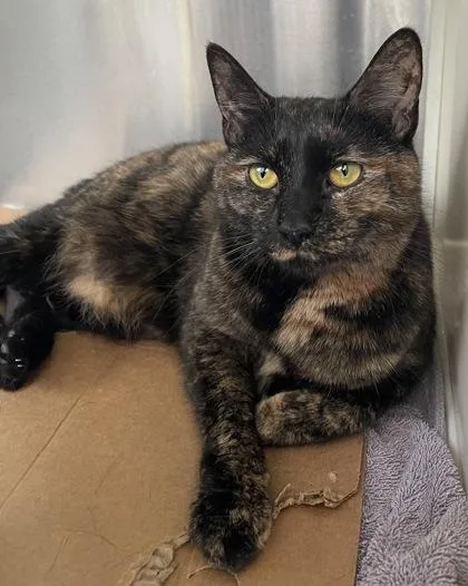 An adult medium-sized female Domestic Short Hair cat named Faith for adoption in Westland, MI