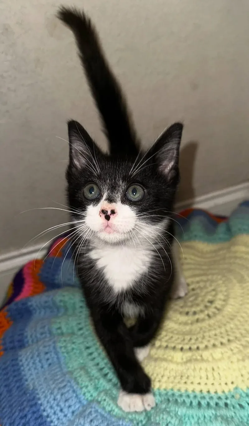 A baby medium-sized male Domestic Short Hair cat named Mr. Fancy pants bojangles for adoption in Tampa, FL