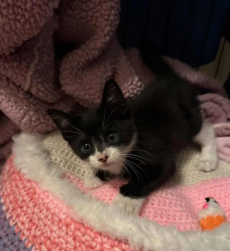 Mr. Fancy pants bojangles thumbnail 3