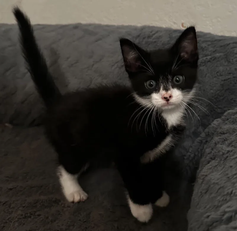 Mr. Fancy pants bojangles thumbnail 4