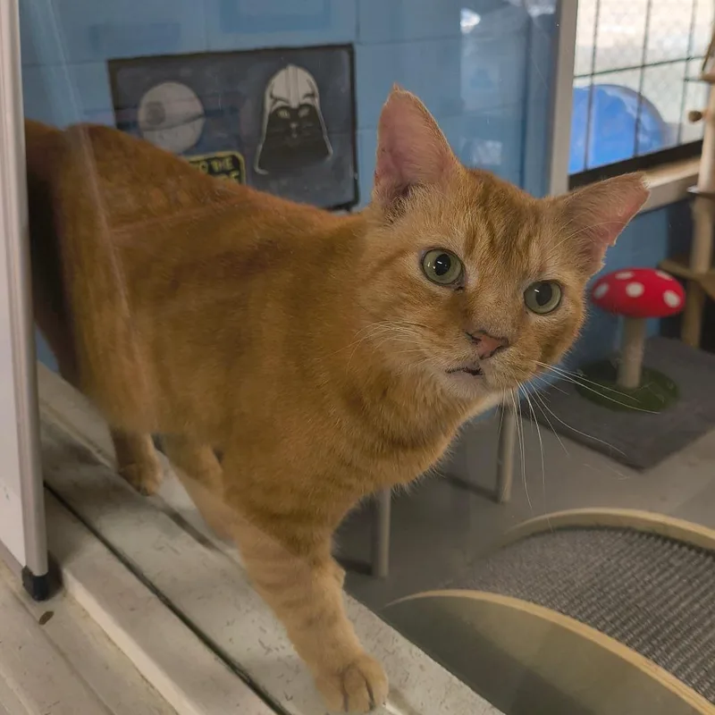 Tom