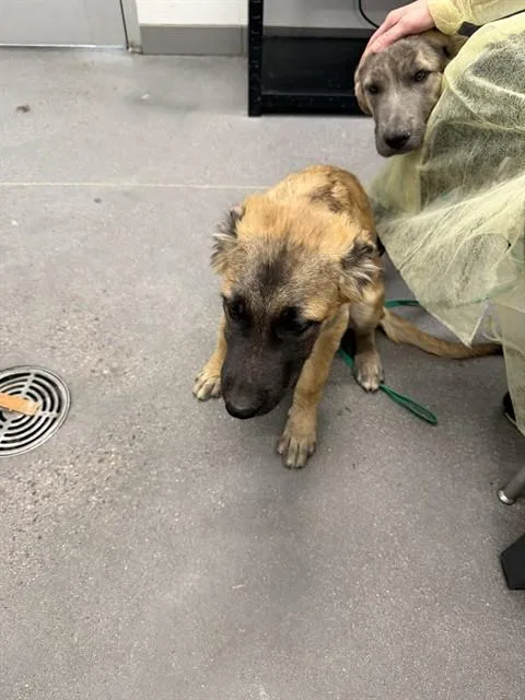 A baby medium-sized female German Shepherd Dog dog named Shelby for adoption in Mesa, AZ