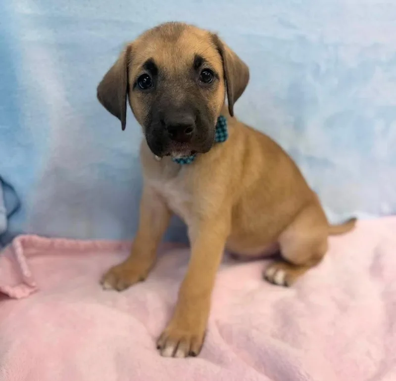 A baby large-sized male Tricolor (Brown, Black, & White) Labrador Retriever dog named Maddox for adoption in Sedalia, CO