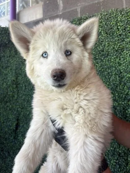 A baby large-sized female White / Cream Siberian Husky dog named 61022106 for adoption in El Paso, TX