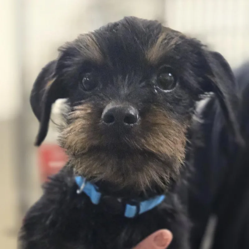 A baby small-sized male Black Mixed Breed dog named Light Blue Collar for adoption in Sonoma, CA