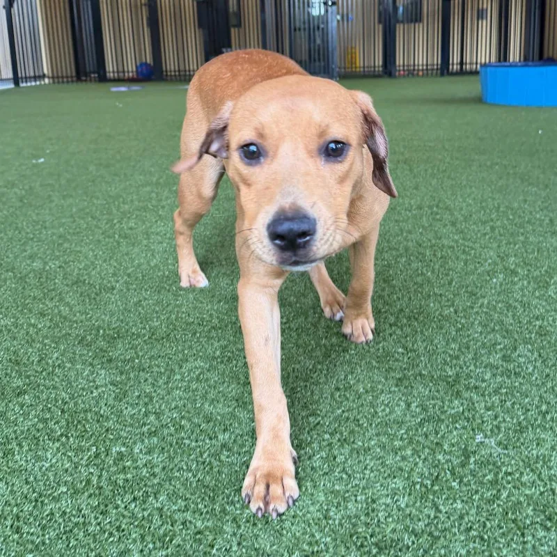 A young medium-sized male Retriever dog named Shadow for adoption in West Palm Beach, FL