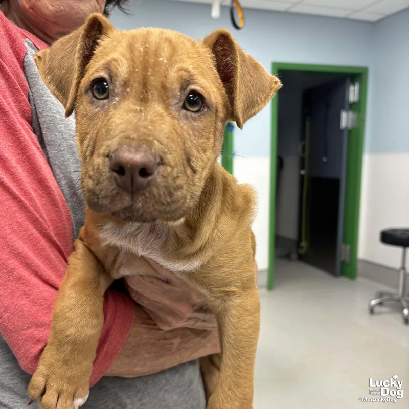 A baby medium-sized male Terrier dog named Pirate for adoption in Washington, DC