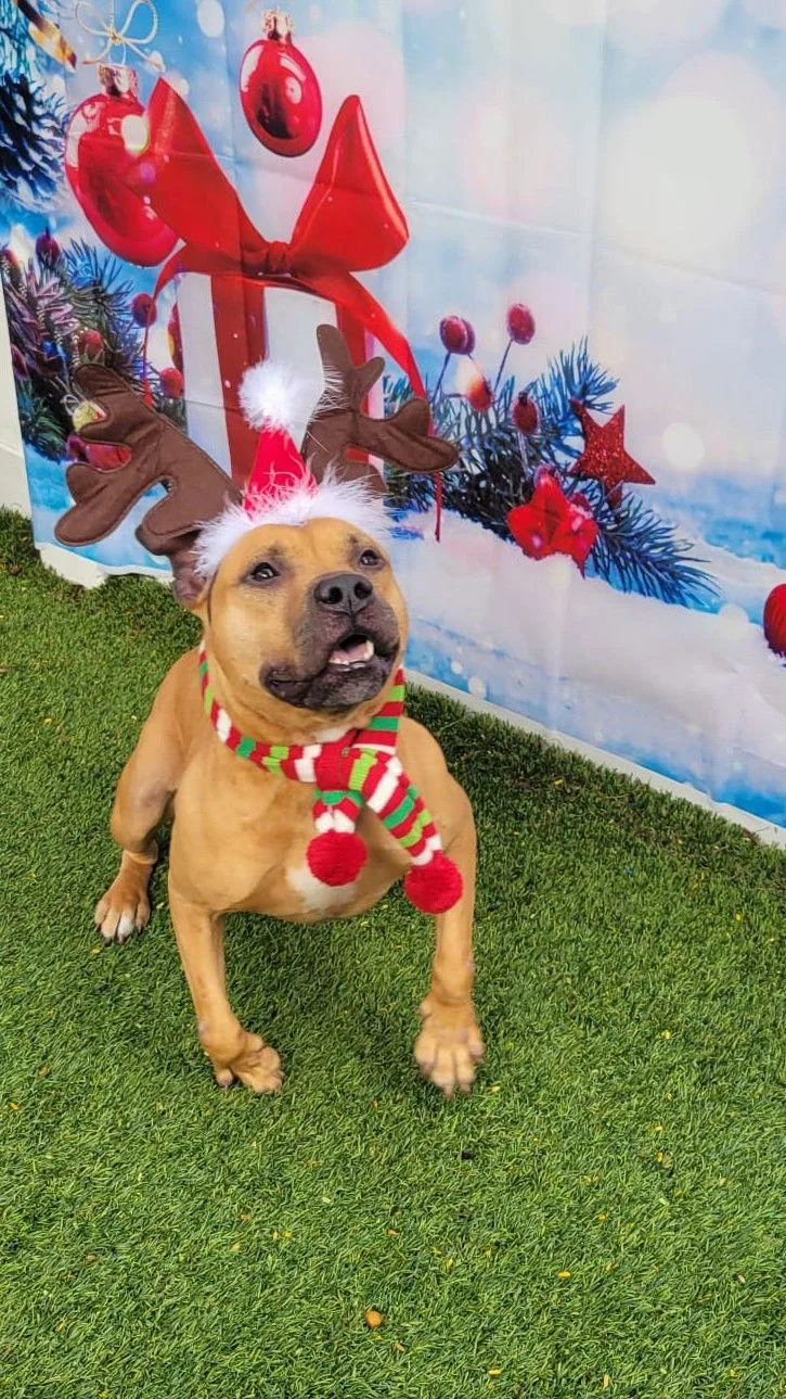 A young medium-sized male Pit Bull Terrier dog named Audie for adoption in Pompano Beach, FL