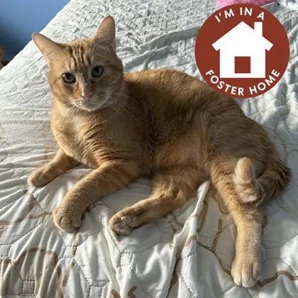 A young extra large-sized male Domestic Short Hair cat named Bougie for adoption in Janesville, WI