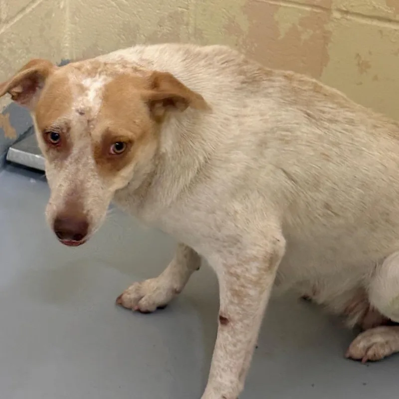 A young medium-sized female White / Cream Mixed Breed dog named English Muffin for adoption in Lufkin, TX