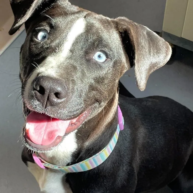 A young medium-sized female Mixed Breed dog named Elsa for adoption in Beckley, WV