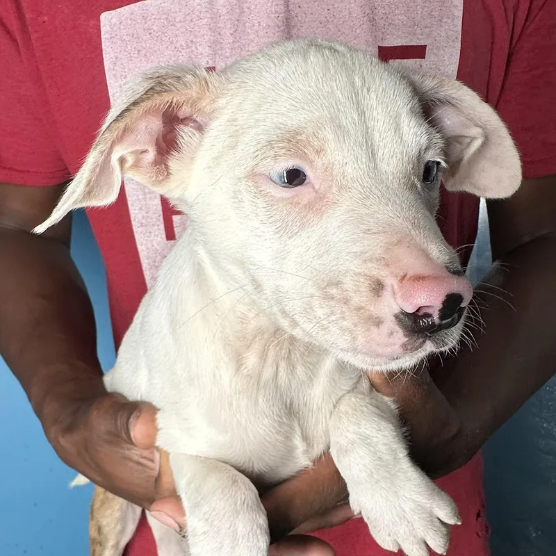 Jett  Local April thumbnail 3