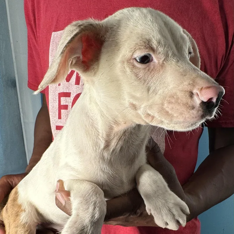 Jett  Local April thumbnail 4