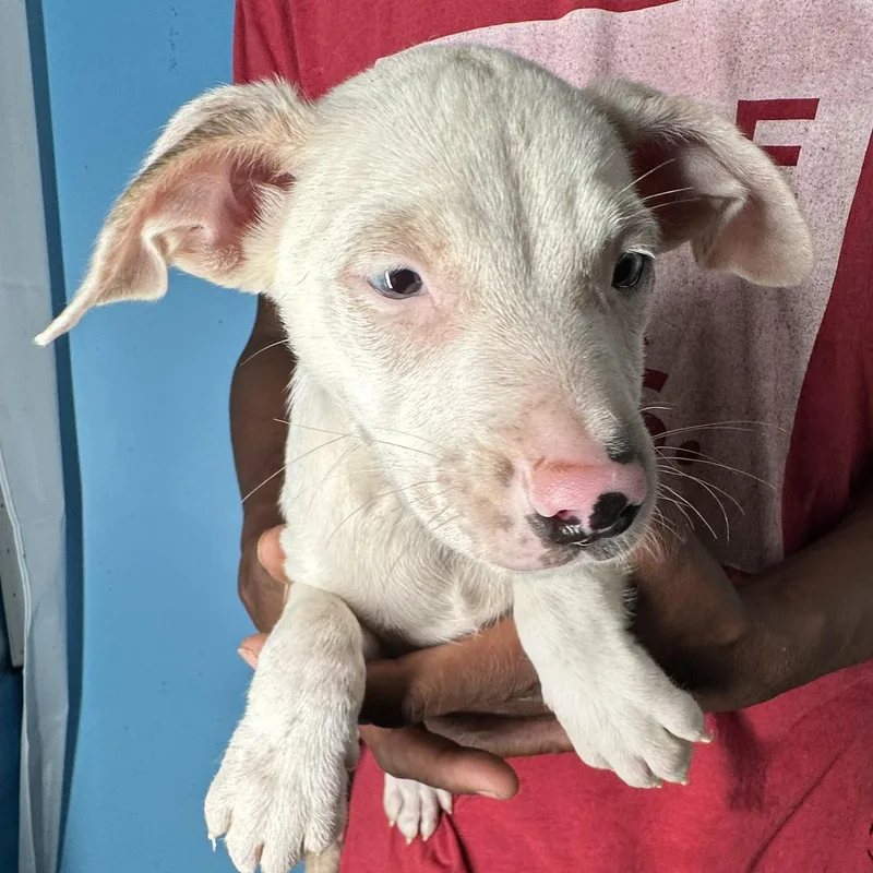 Jett  Local April thumbnail 5