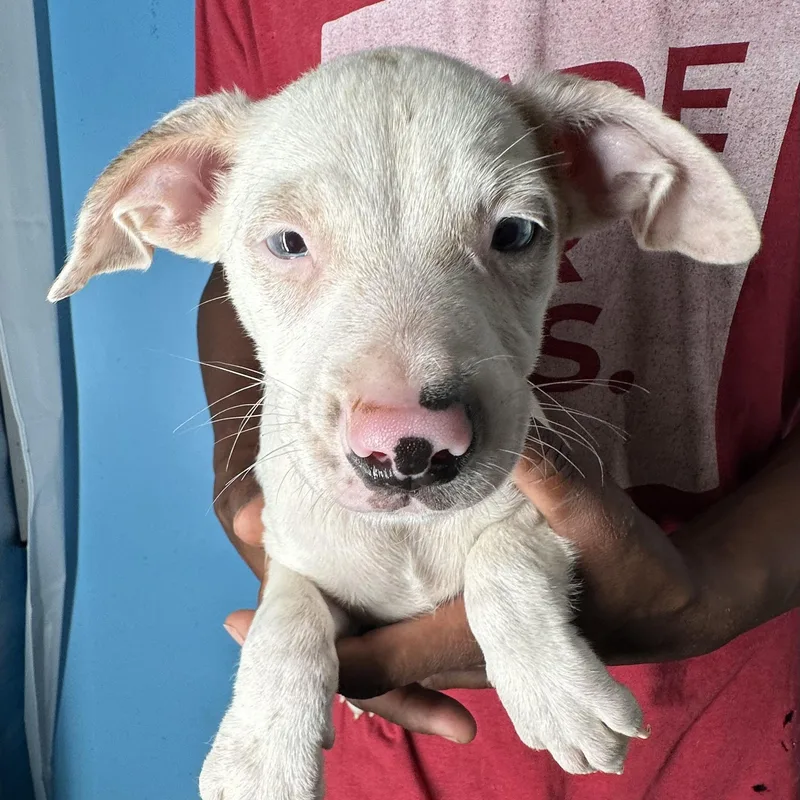 Jett  Local April thumbnail 6