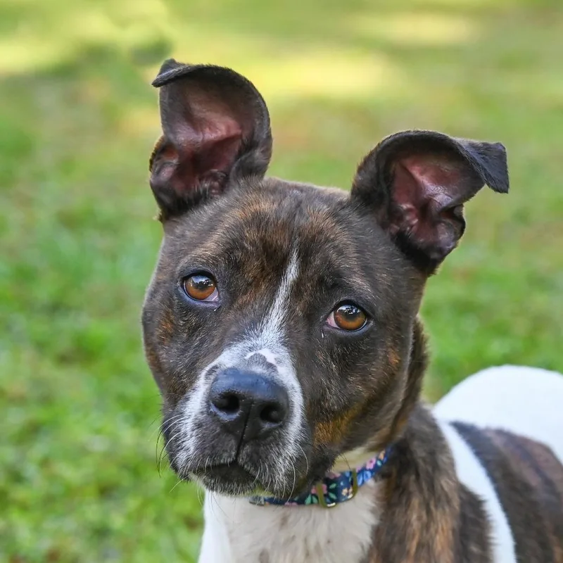 An adult medium-sized female White / Cream Mixed Breed dog named Stella for adoption in Sarasota, FL