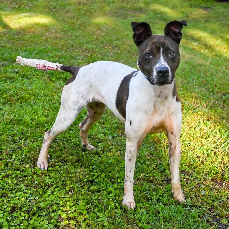 Stella thumbnail 2