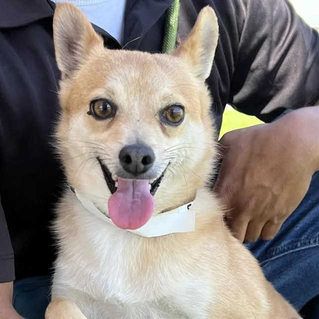 An adult small-sized male Chihuahua dog named Pup Cup for adoption in Phoenix, AZ