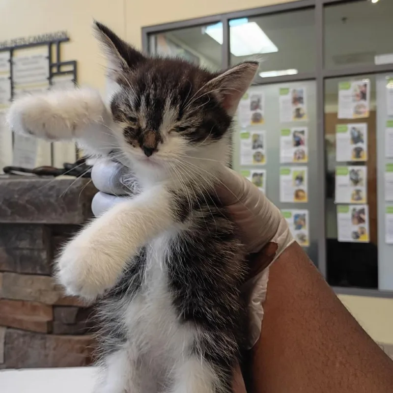 Romeo