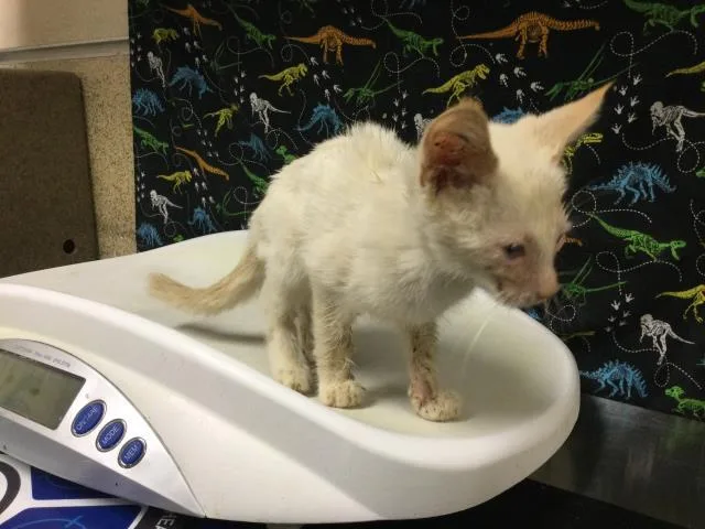 A baby small-sized male Domestic Short Hair cat named Spunk for adoption in Riverside, CA