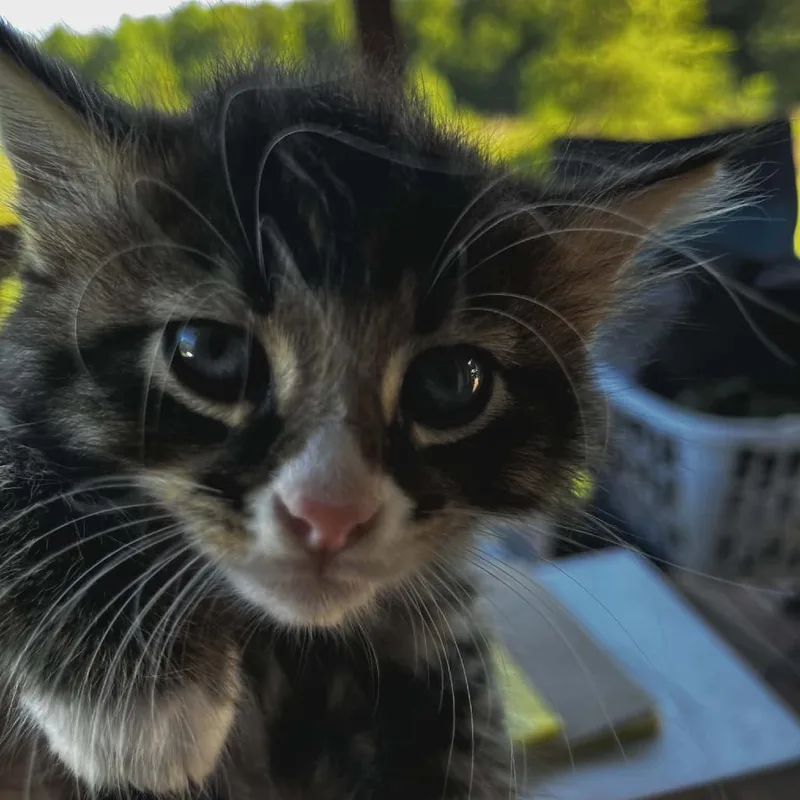 A baby small-sized male Gray / Blue / Silver Domestic Short Hair cat named Henry for adoption in Wadena, MN
