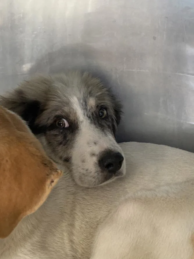 A baby small-sized male Mixed Breed dog named Mochi for adoption in Dallas, TX