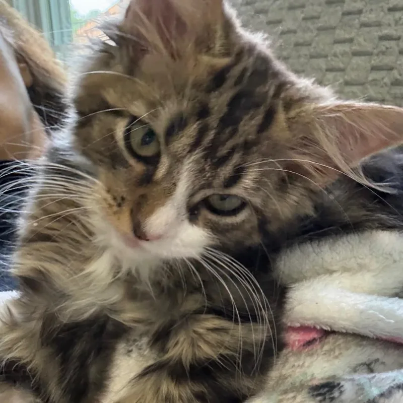 A baby small-sized male Brown / Chocolate Domestic Medium Hair cat named Goat for adoption in Pittsburgh, PA