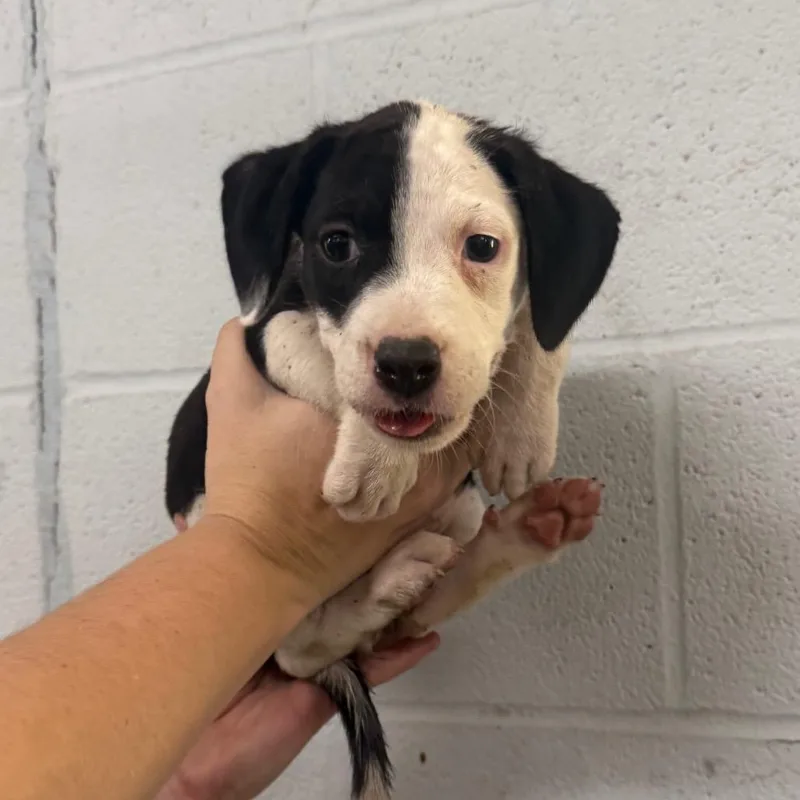A baby small-sized female Black Mixed Breed dog named Oregano for adoption in Pine Bluff, AR