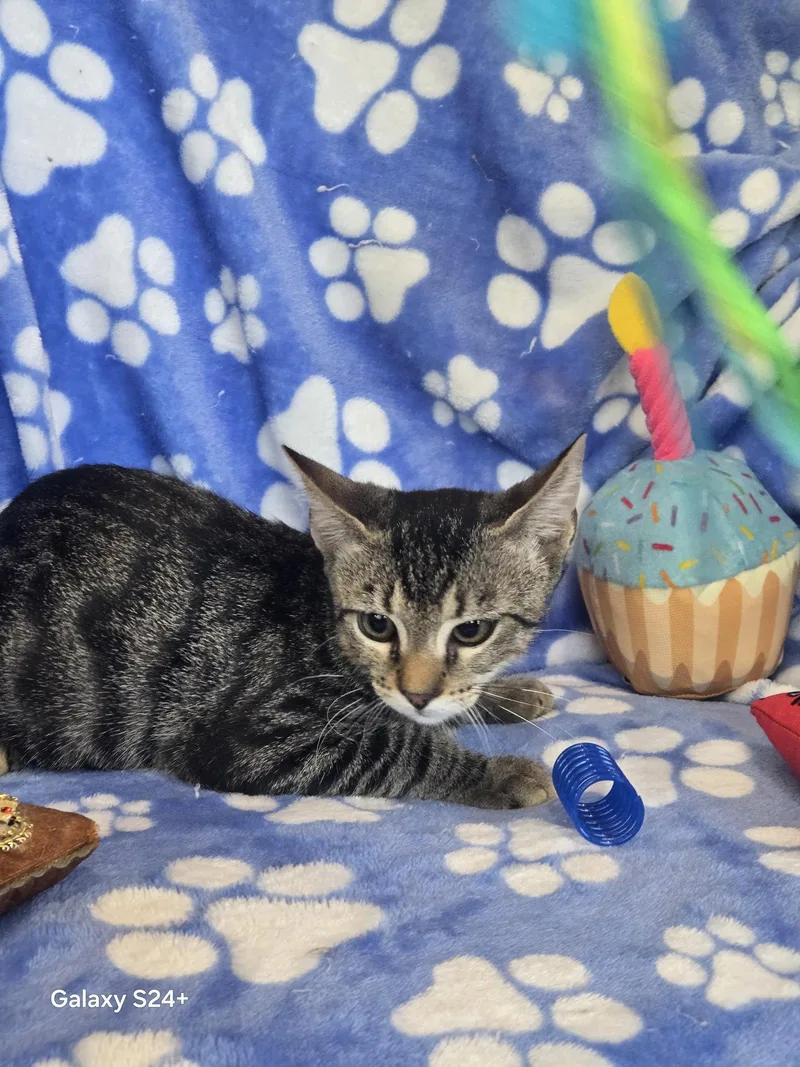 A young medium-sized male Domestic Short Hair cat named Bogie for adoption in Pompano Beach, FL
