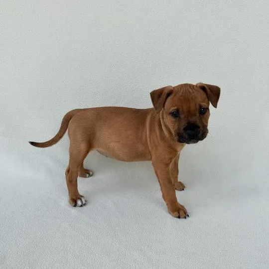 Poptropica thumbnail 2