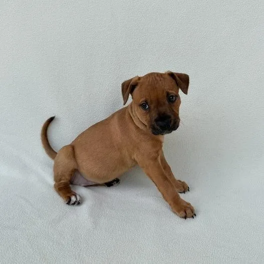 Poptropica thumbnail 3