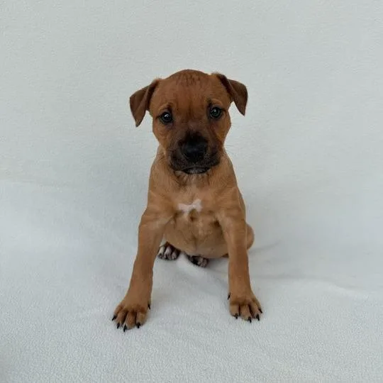 Poptropica thumbnail 4