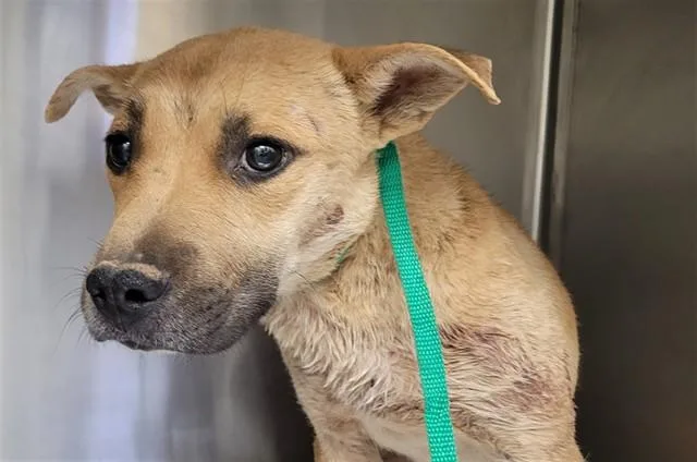 A young medium-sized male Pit Bull Terrier dog named Evan for adoption in Tucson, AZ