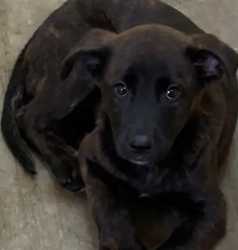 A baby small-sized female German Shepherd Dog dog named Juno for adoption in Elizabethton, TN