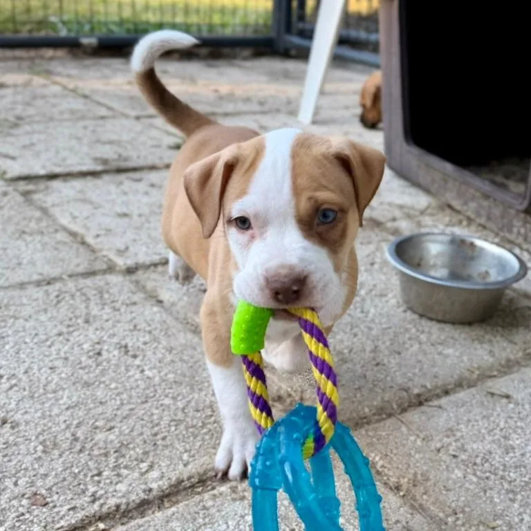 A baby small-sized male Yellow / Tan / Blond / Fawn Mixed Breed dog named Goldie for adoption in Gainesville, FL
