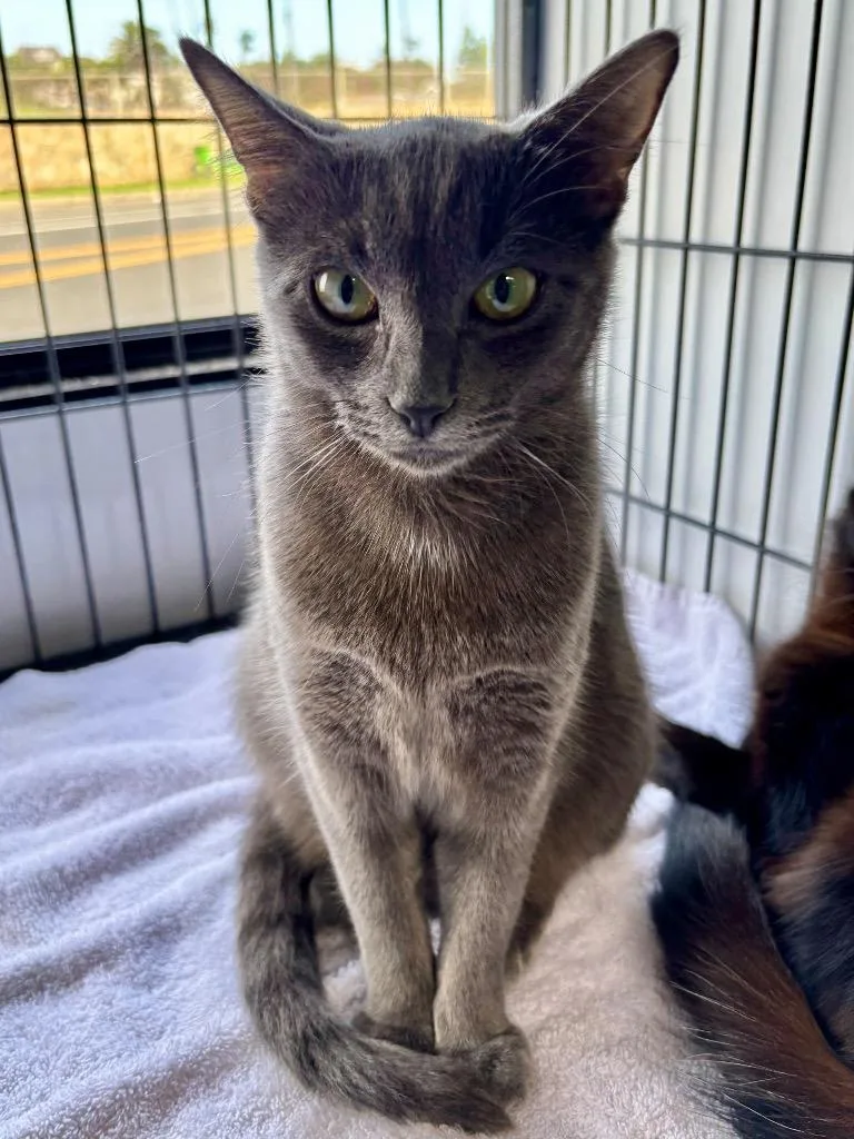 A young medium-sized female Domestic Short Hair cat named Grace for adoption in San Pedro, CA