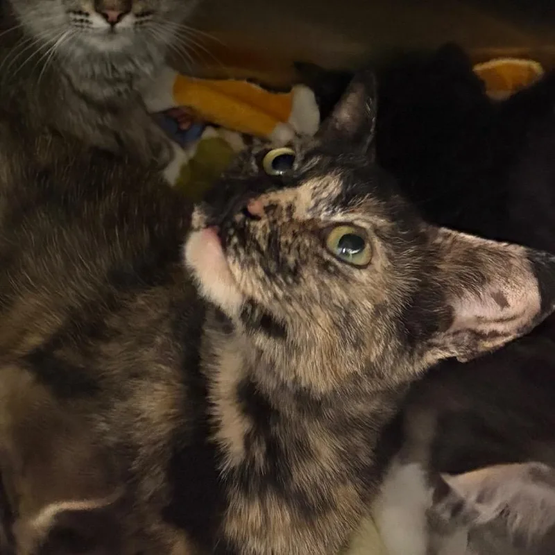 An adult large-sized female Tortoiseshell Domestic Short Hair cat named Marble for adoption in Oak Park, IL