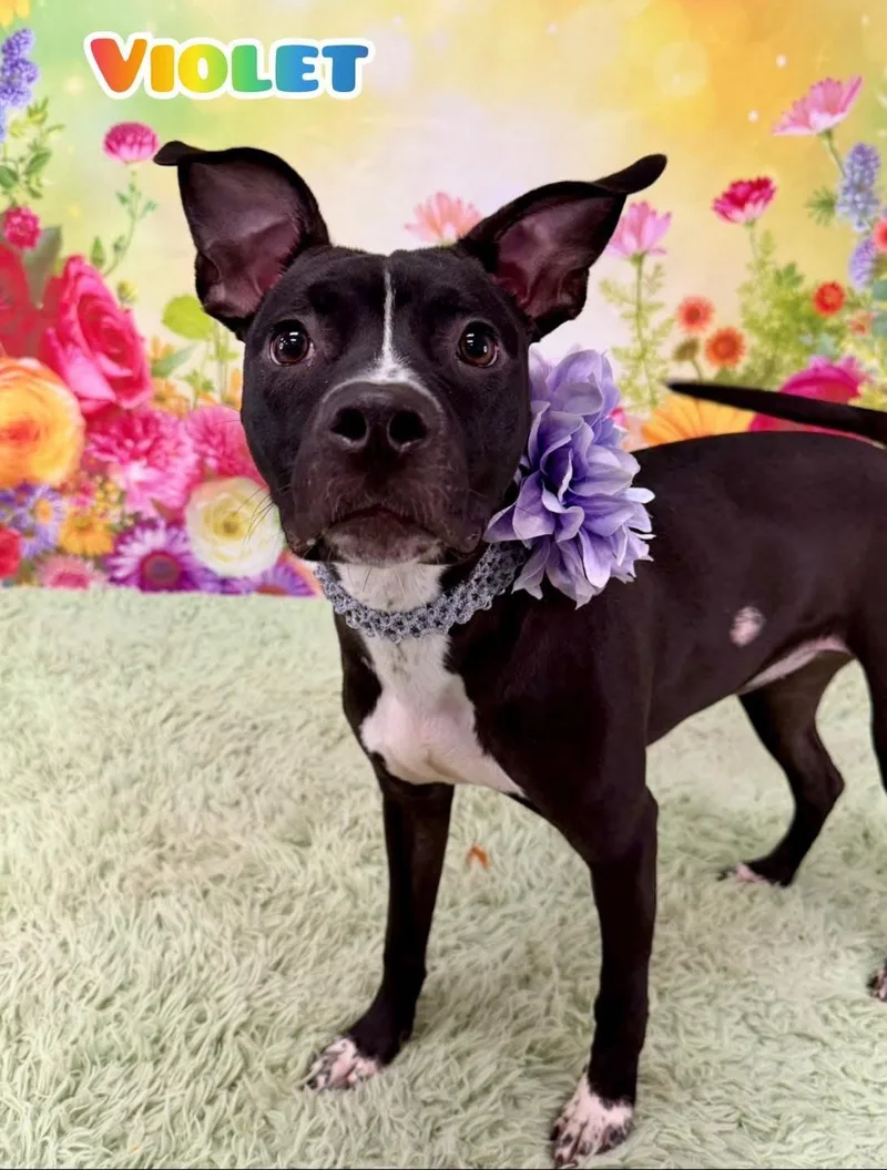 A young medium-sized female Black Mixed Breed dog named Violet for adoption in Flint, MI