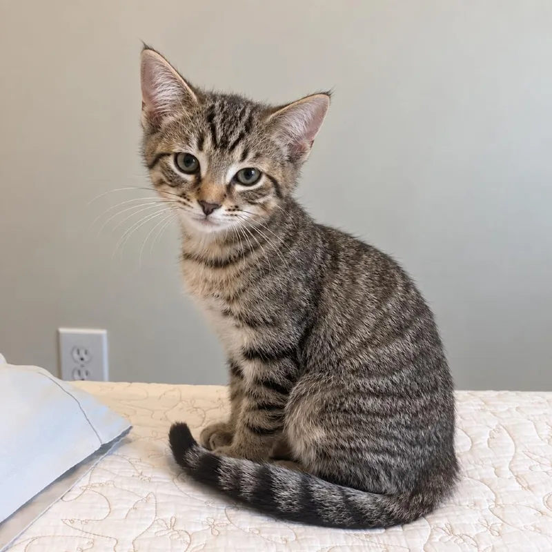 A baby small-sized male Brown / Chocolate Domestic Short Hair cat named Bad Bunny for adoption in Gibsonia, PA