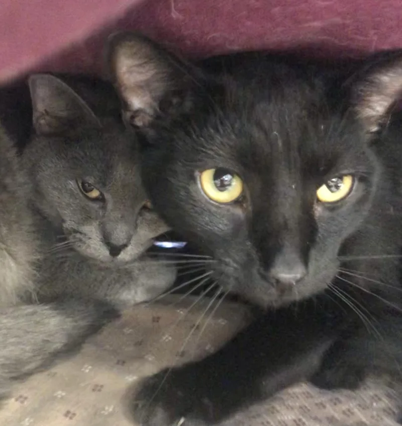 A young medium-sized male Black Domestic Short Hair cat named Yin & Yang for adoption in Parma, OH